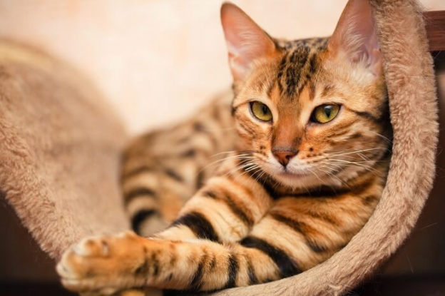 7 Raças de Gatos Garfield Pelas Quais Vale a Pena Ronronar - Cats.com
