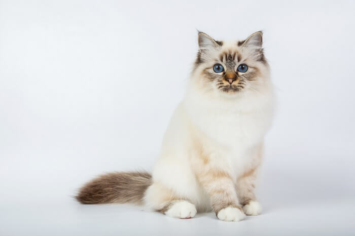 About the Birmanês Cat