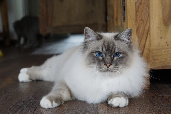 Uma imagem que captura a essência real de um gato Birman, mostrando sua aparência marcante e disposição serena.