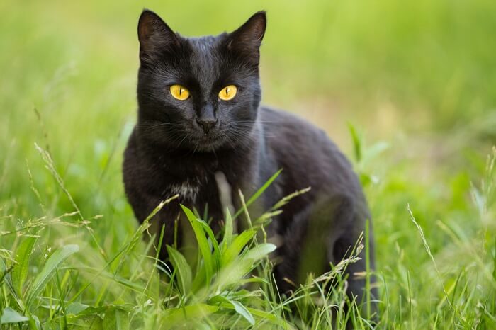 Uma imagem que captura a essência cativante de um gato de Bombaim