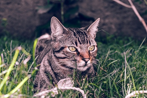 Pelo curto brasileiro Cat Care