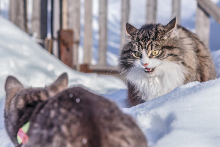 Gatos brigando na neve