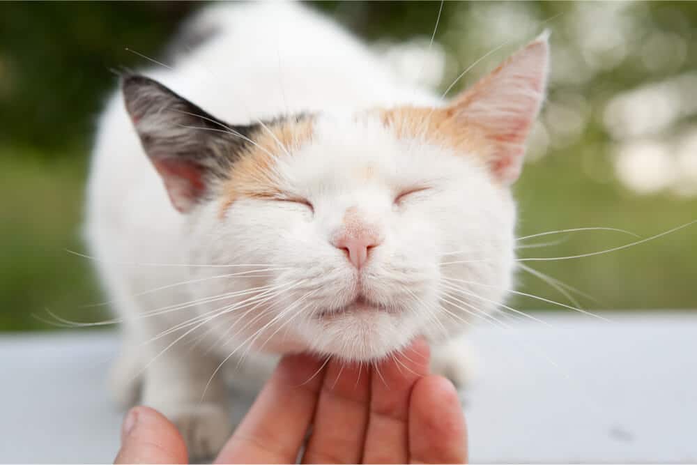 Coçando o queixo do gato