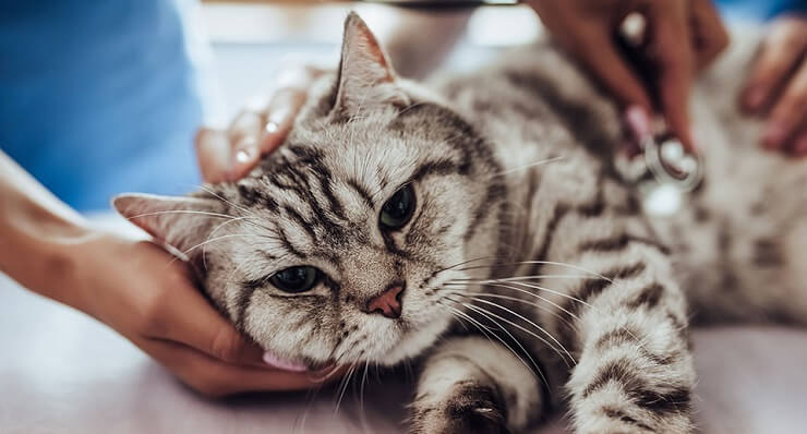 Imagem que retrata um gato passando por um check-up completo no consultório veterinário.