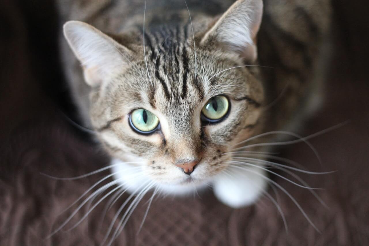 Um gato olhando diretamente para a câmera, interagindo com o espectador e exibindo seu olhar cativante