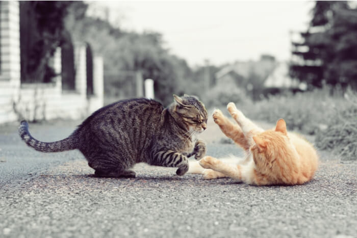 Gatos capturados em momento de interação, levantando a questão se estão brigando ou brincando, mostrando a complexidade dos comportamentos felinos.