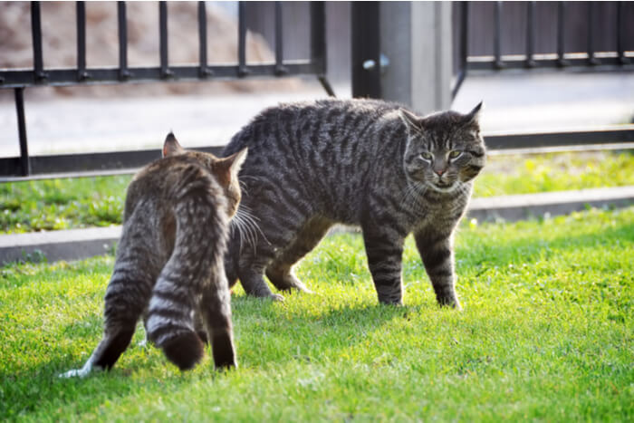 Uma imagem que retrata um momento tenso entre dois gatos em um gramado verde.