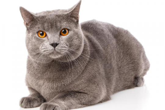 Chartreux