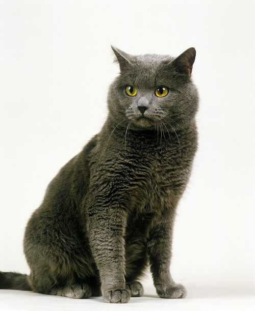 Chartreux História do gato