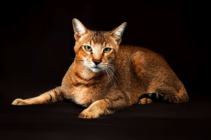 Imagem de gatos Chausie, reconhecidos por sua aparência selvagem e padrão de pelagem distinto, em uma pose de grupo cativante e encantadora.