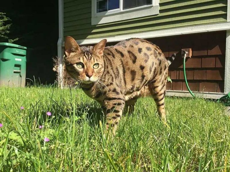 Cheetoh História do gato