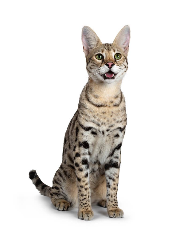 About the Savannah Cat