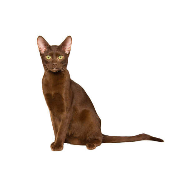 About the Havana Brown Gato