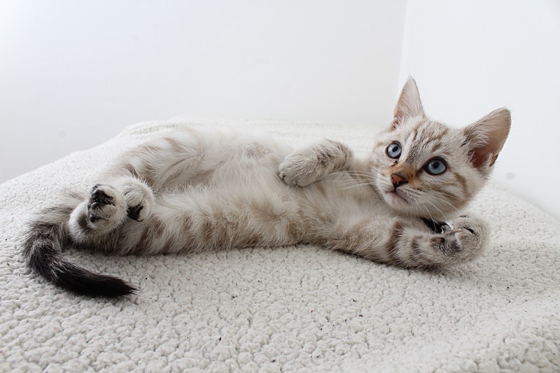 Um gatinho brincalhão dormindo pacificamente de costas, exibindo um momento de descanso despreocupado e cativante durante a brincadeira