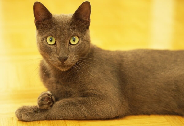 About the Korat Gato