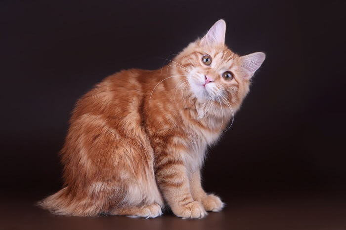 About the Bobtail Curiliano Cat