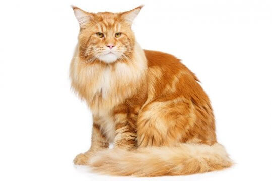 Maine-coon