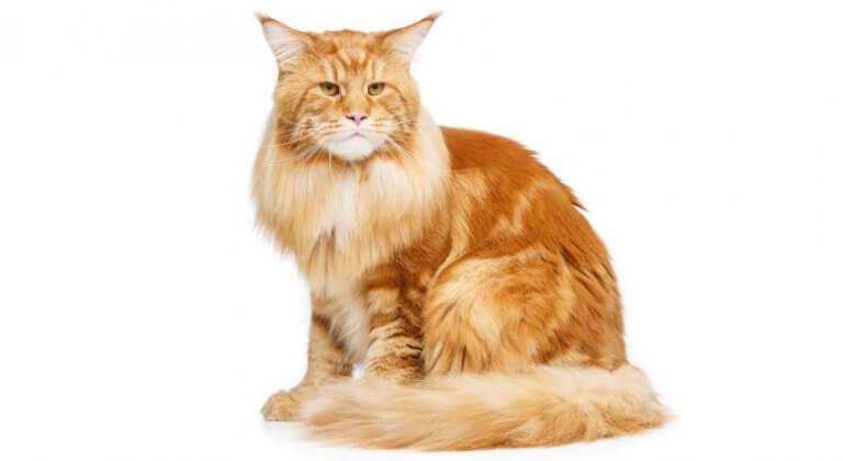 Maine-coon