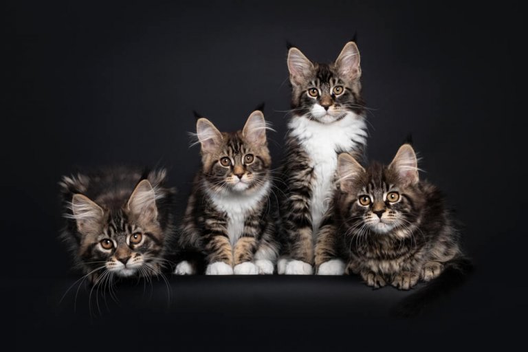 Maine-coon Cat Care