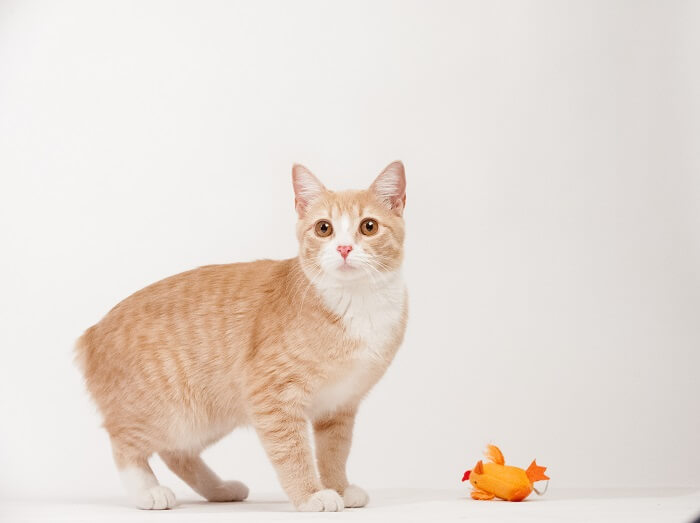 Imagem de gatos Manx, conhecidos por não terem cauda ou cauda curta, sentados graciosamente e exibindo sua característica distintiva em uma cativante pose de grupo.