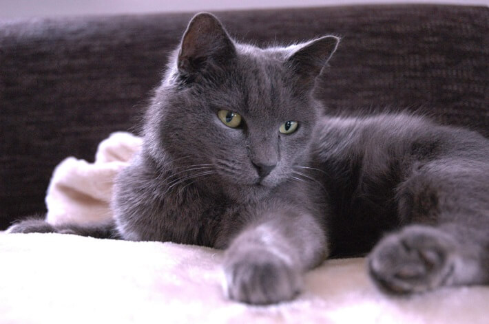 Nebelung Cat Care