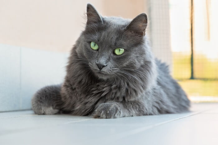 Nebelung História do gato