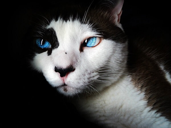 About the Olhos azules Cat