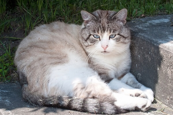 Olhos azules História do gato