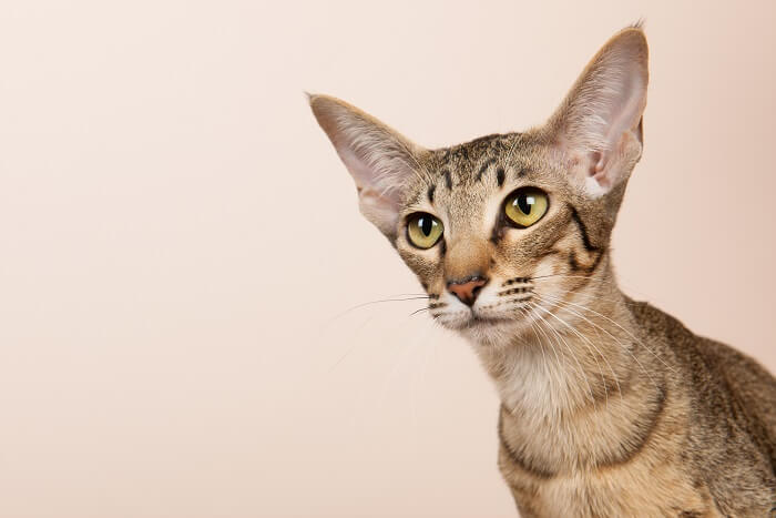 About the Oriental Shorthair Gato