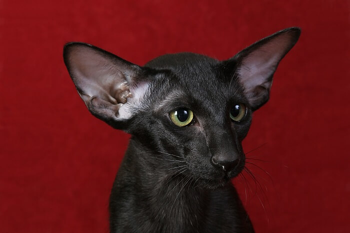 Oriental Shorthair História do gato