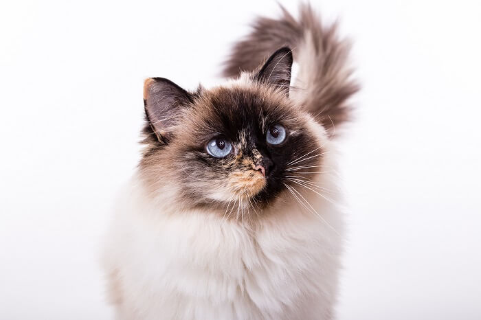 Ragdoll fofa