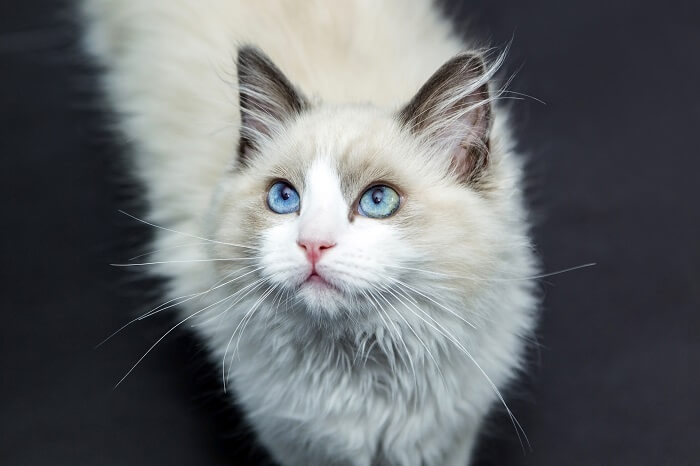 Uma imagem que captura a natureza serena e gentil de um gato Ragdoll, mostrando sua postura relaxada e sua bela pelagem