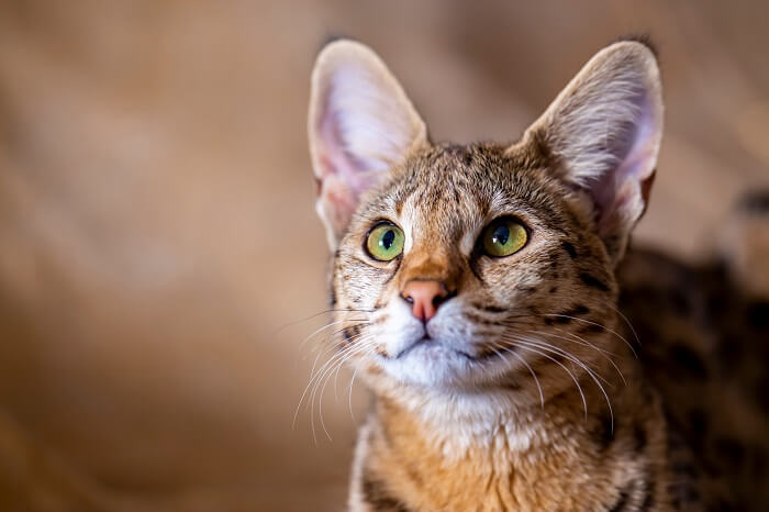 Imagem de um gato Savannah, raça conhecida por sua aparência marcante que lembra um serval africano selvagem, mostrando suas características únicas e cativantes.