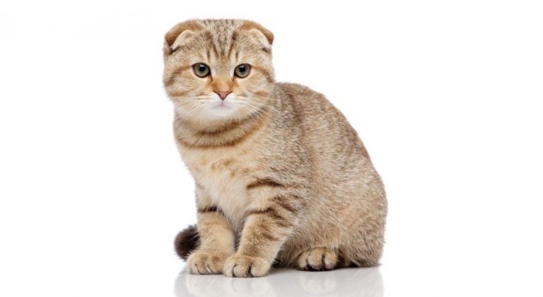 Scottish Fold