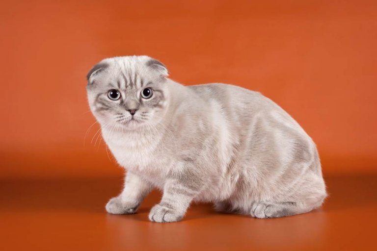 About the Scottish Fold Gato