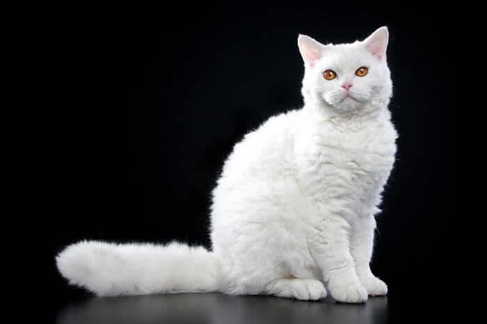 About the Selkirk rex Cat