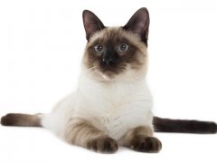 Siamese Cat