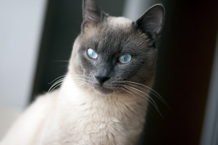 Gato siamês elegante e esbelto com um belo padrão de pelagem caracterizado por seu corpo pálido e rosto, orelhas, patas e cauda escuros, exalando um ar de inteligência e curiosidade.