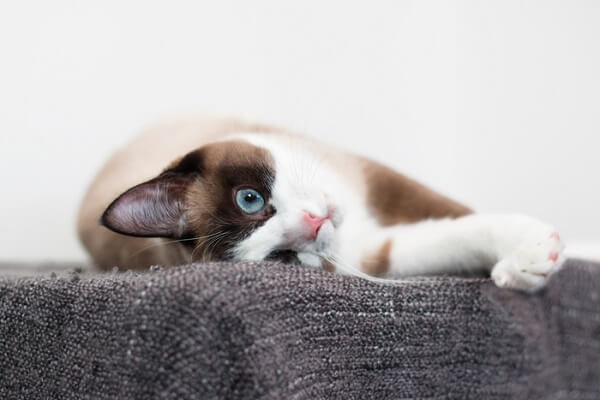 Uma imagem que mostra o charme adorável de um gato com raquetes de neve, destacando seu padrão de pelagem único e presença cativante.