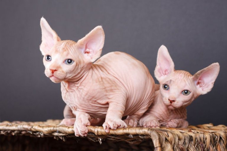 About the Sphynx Gato