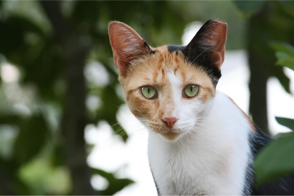 Gato selvagem com dica de alimentação TNR