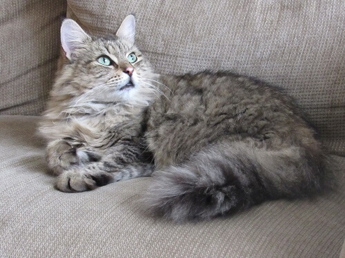 Pelo longo americano História do gato