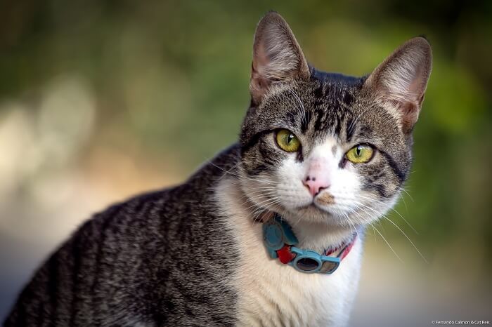 About the American Wirehair Gato