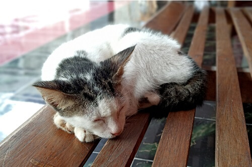 Javanês História do gato