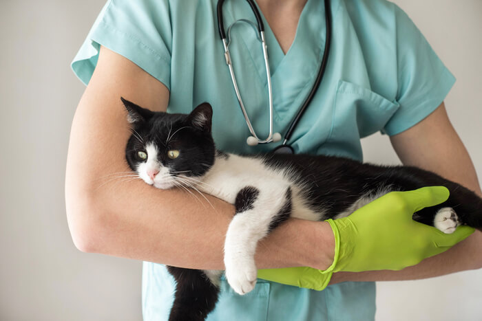 Foto de um veterinário segurando um gato, com foco especial em um gato preto