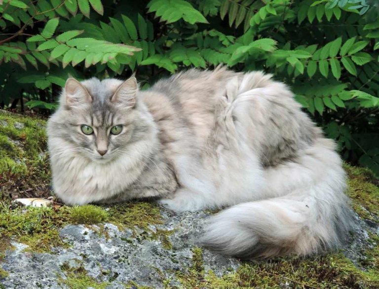 Angorá turco História do gato