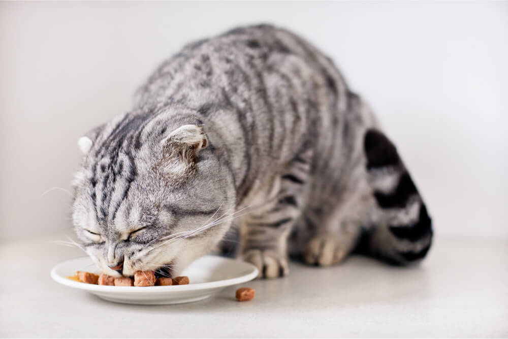 Gato malhado prateado comendo comida molhada