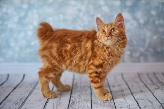 Gato Bobtail Americano