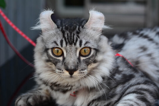 Gato Curl Americano