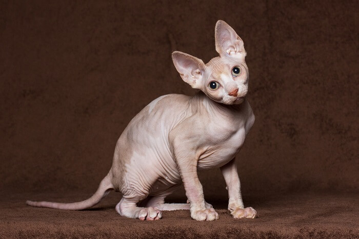 Imagem de um lindo gato Sphynx, conhecido por sua falta de pelos e aparência única, sentado elegantemente e exalando um ar de charme e sofisticação.